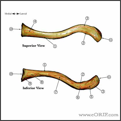 clavicle anatomy