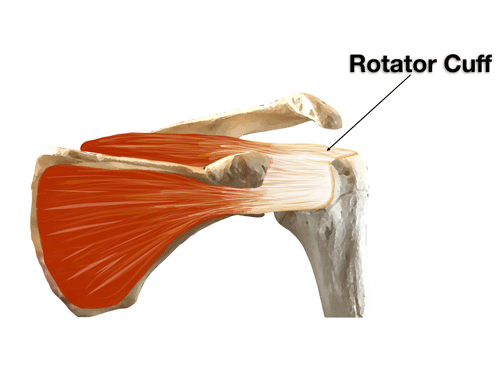 Rotator cuff image