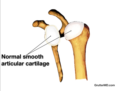 Shoulder joint normal cartilage